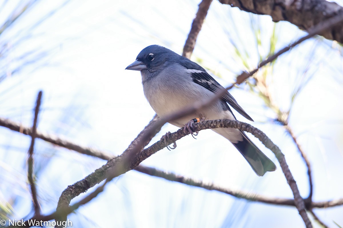 Gran Canaria Blue Chaffinch - ML646171898