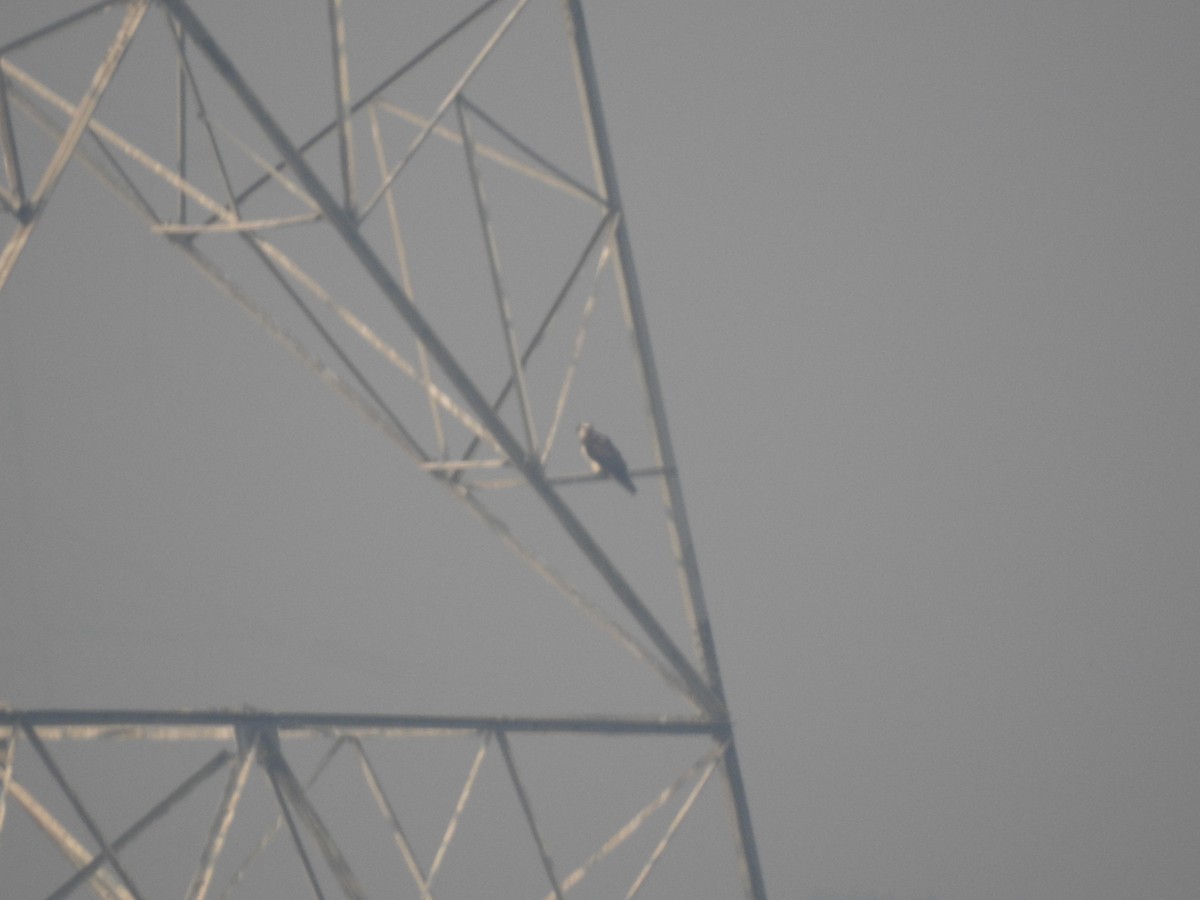 Águila Pescadora - ML646171900