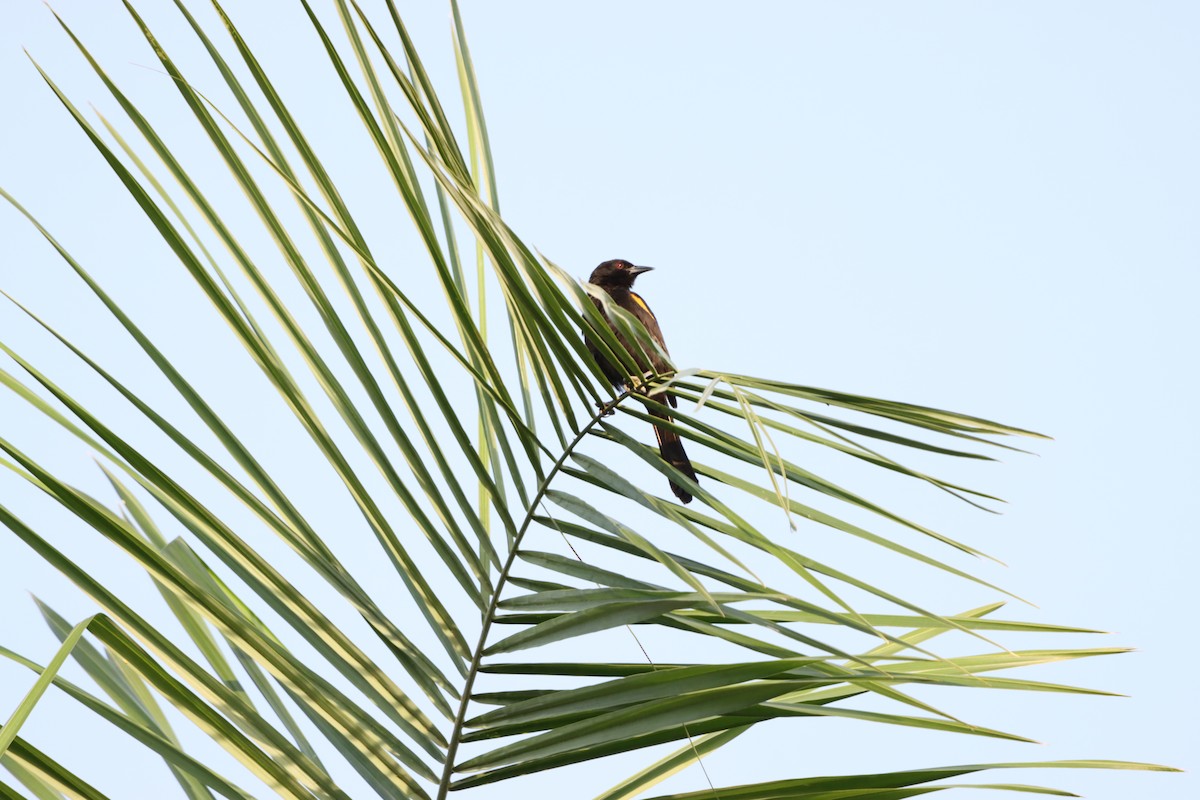 Variable Oriole - ML646171904