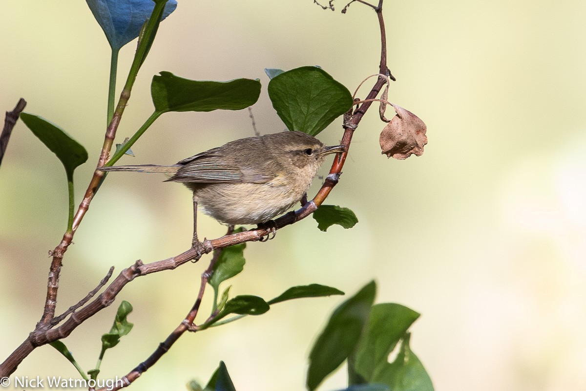 Canary Islands Chiffchaff - ML646171905