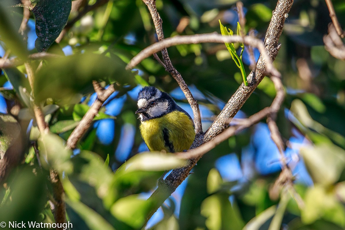 African Blue Tit - ML646171908