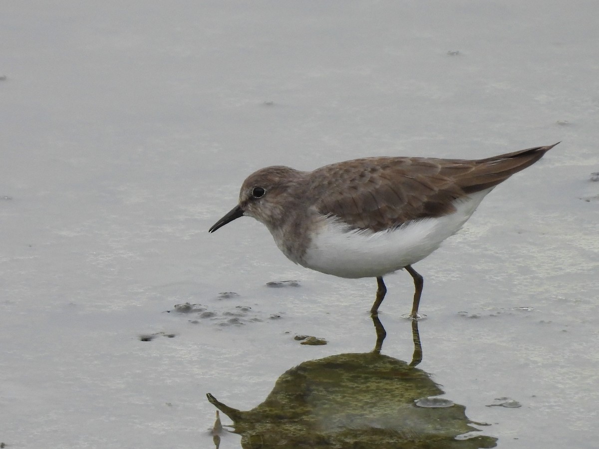 Temminck's Stint - ML646171909