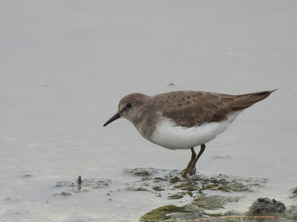 Temminck's Stint - ML646171910