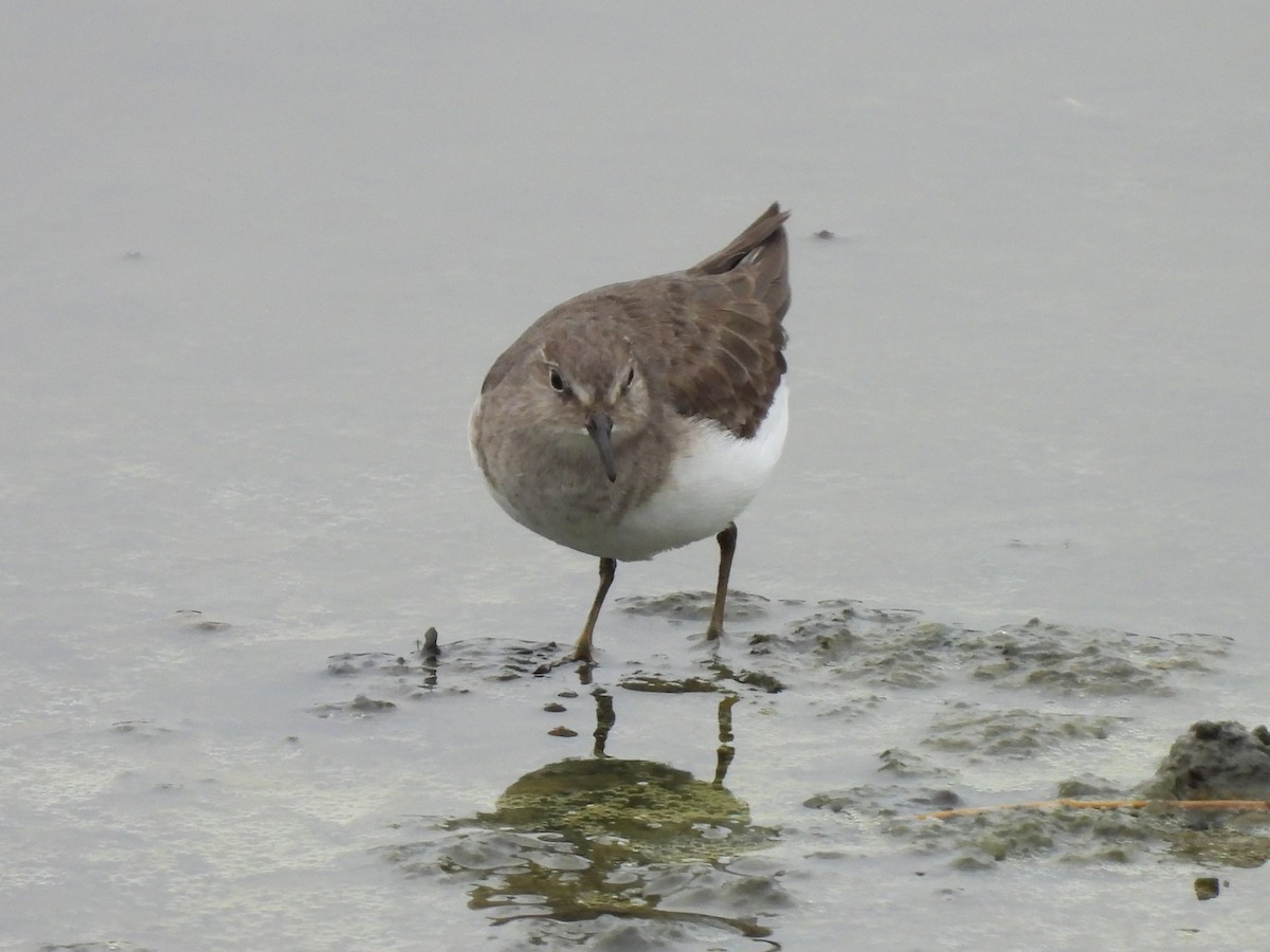 Temminck's Stint - ML646171911