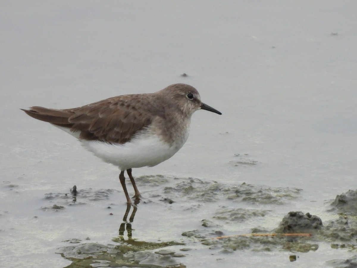 Temminck's Stint - ML646171912