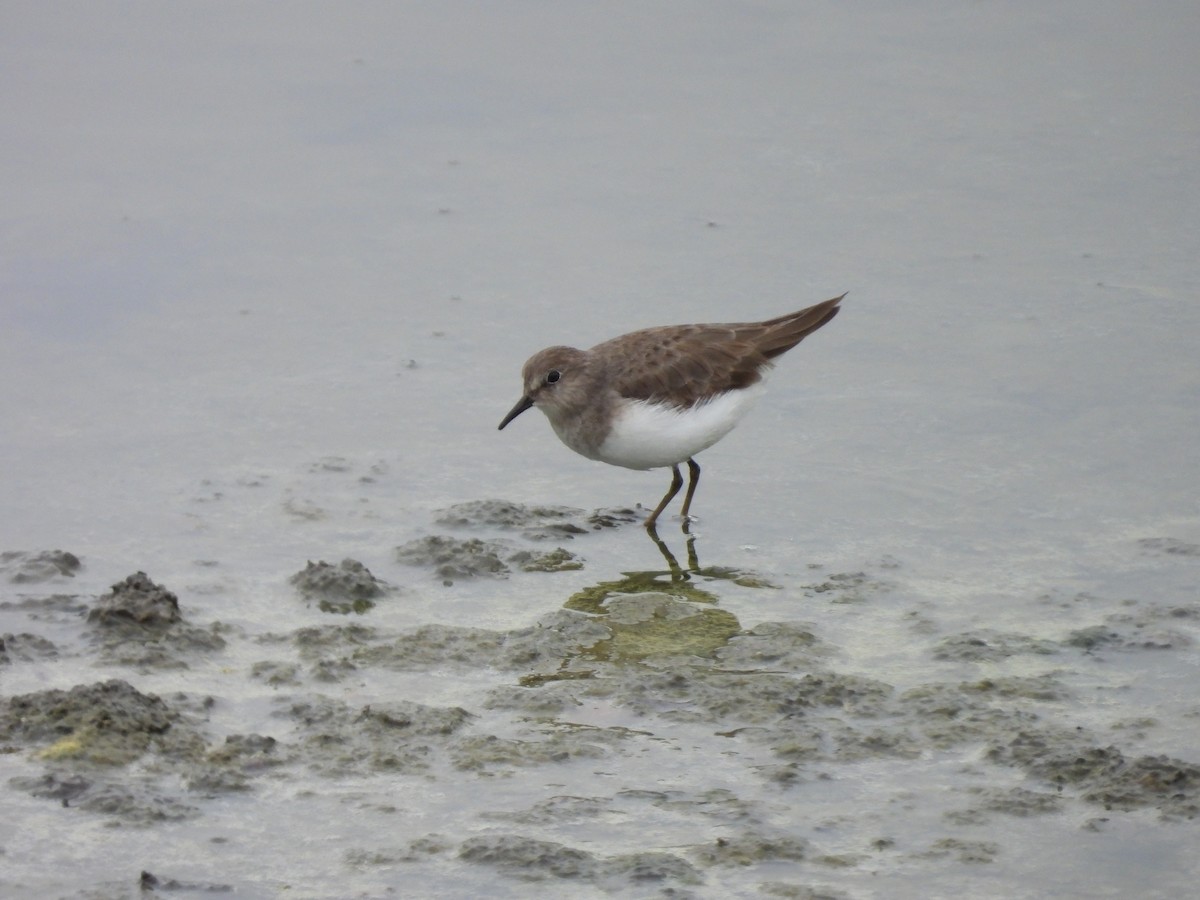 Temminck's Stint - ML646171913