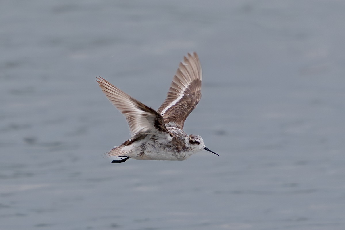 Red-necked Phalarope - ML646171915