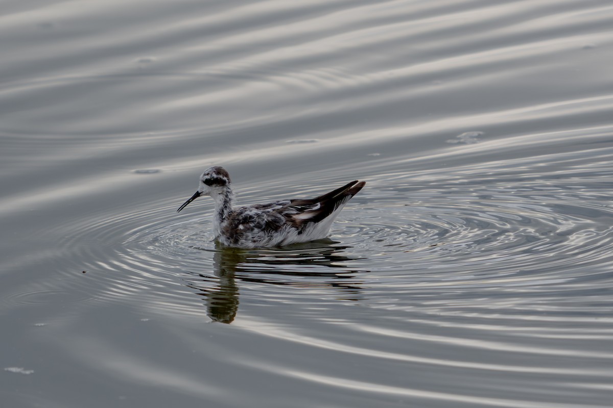 Red-necked Phalarope - ML646171916