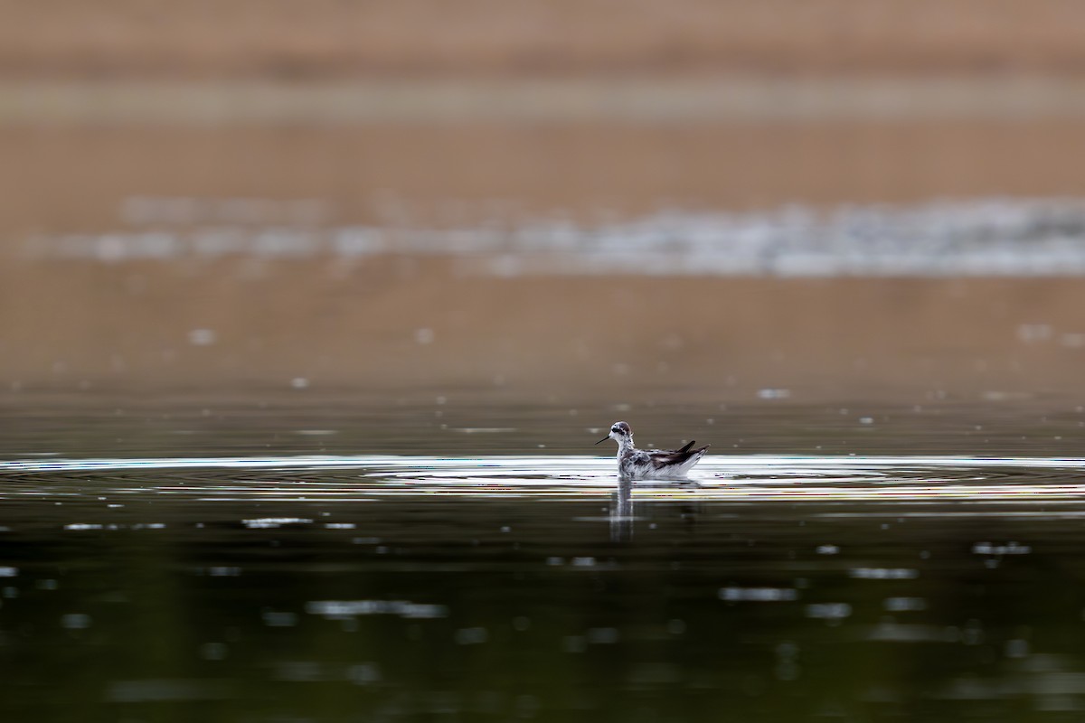Red-necked Phalarope - ML646171917