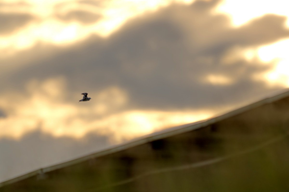 Red-necked Phalarope - ML646171918
