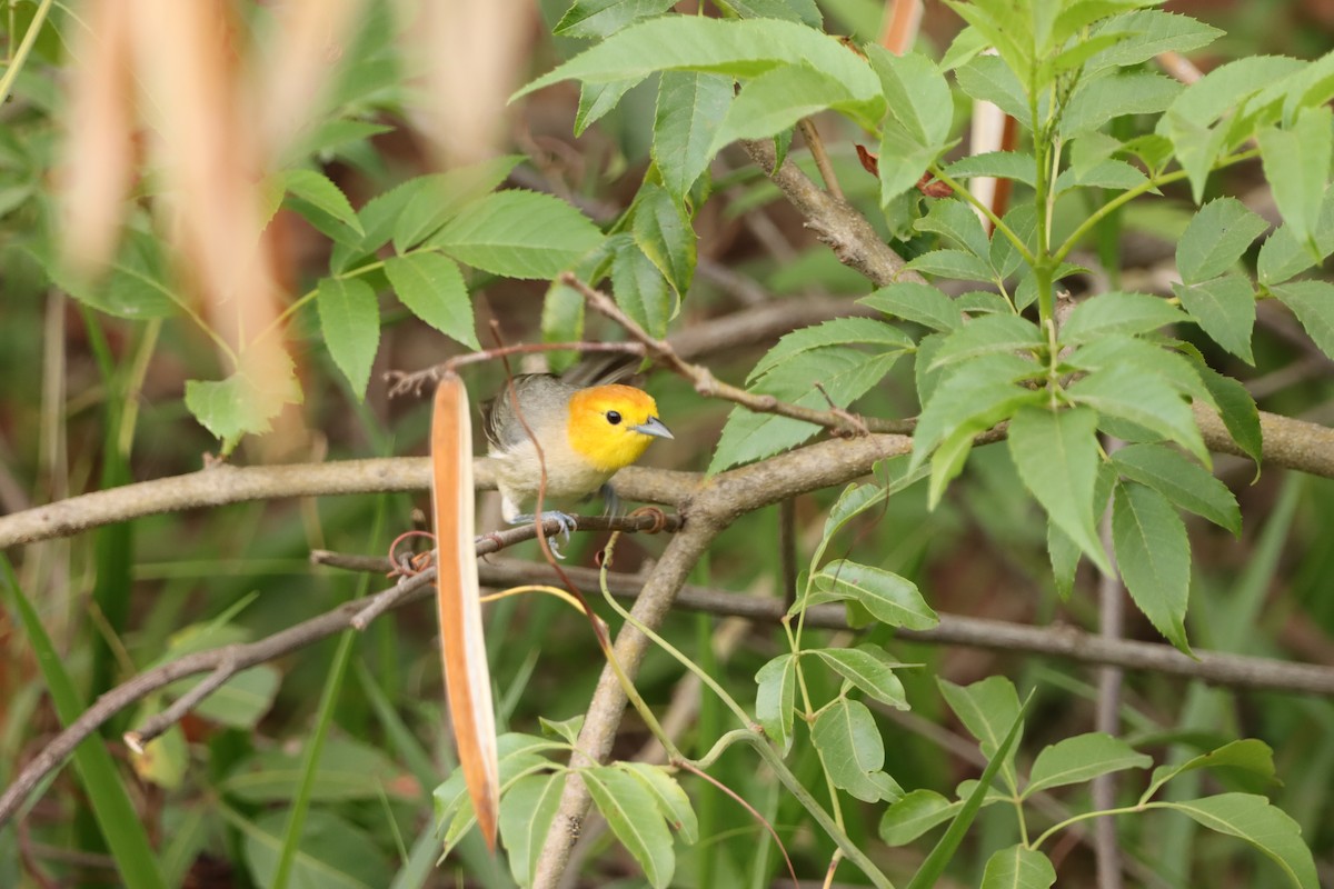 Orange-headed Tanager - ML646171921