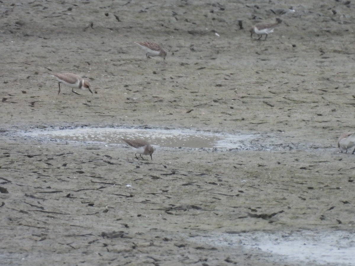 Temminck's Stint - ML646171927