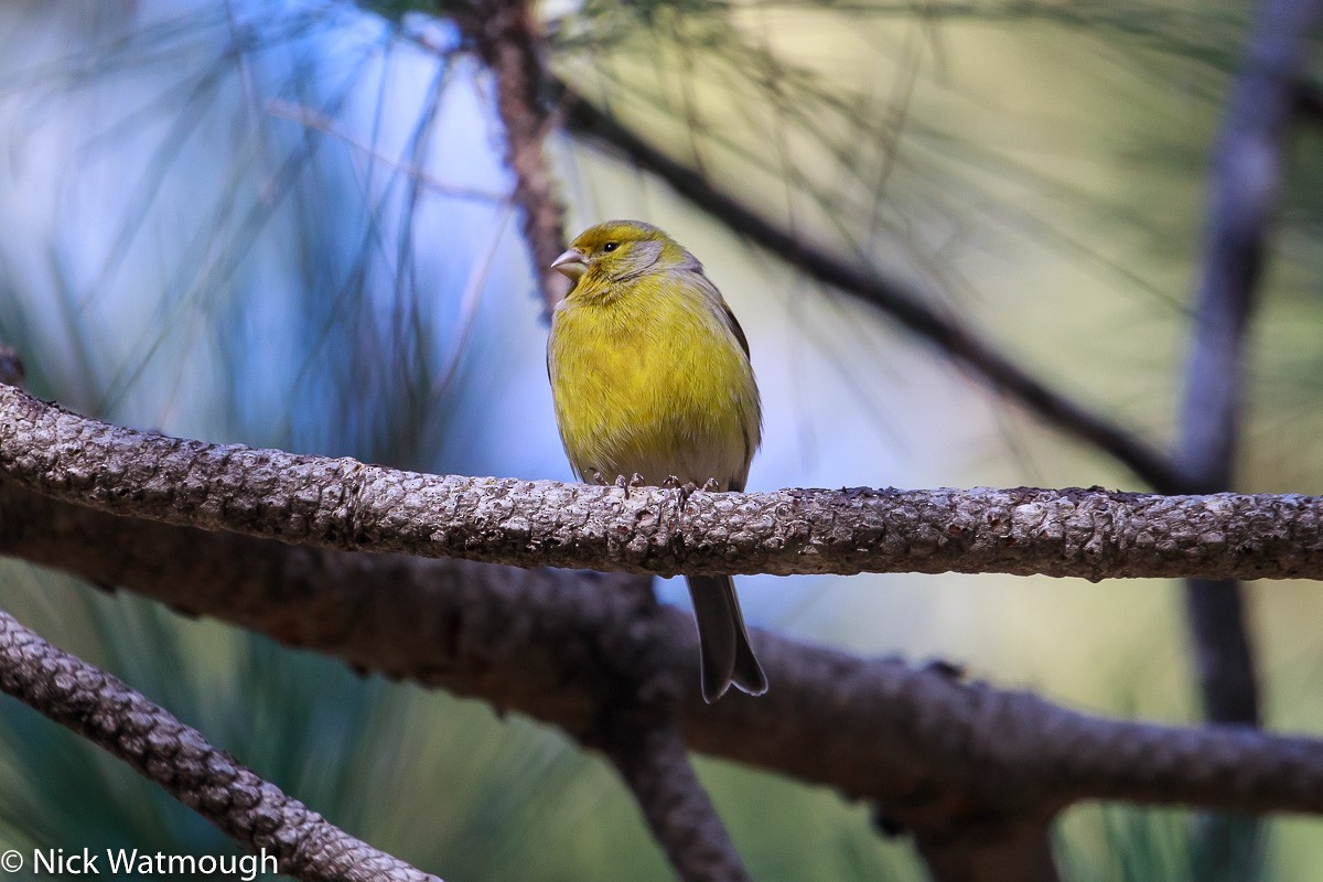 Island Canary - ML646171934