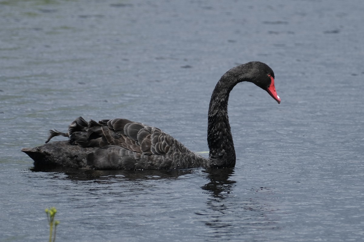 labuť černá - ML646171936