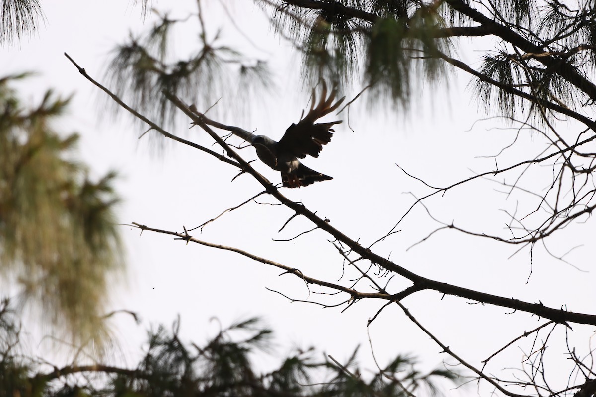 Plumbeous Kite - ML646171938