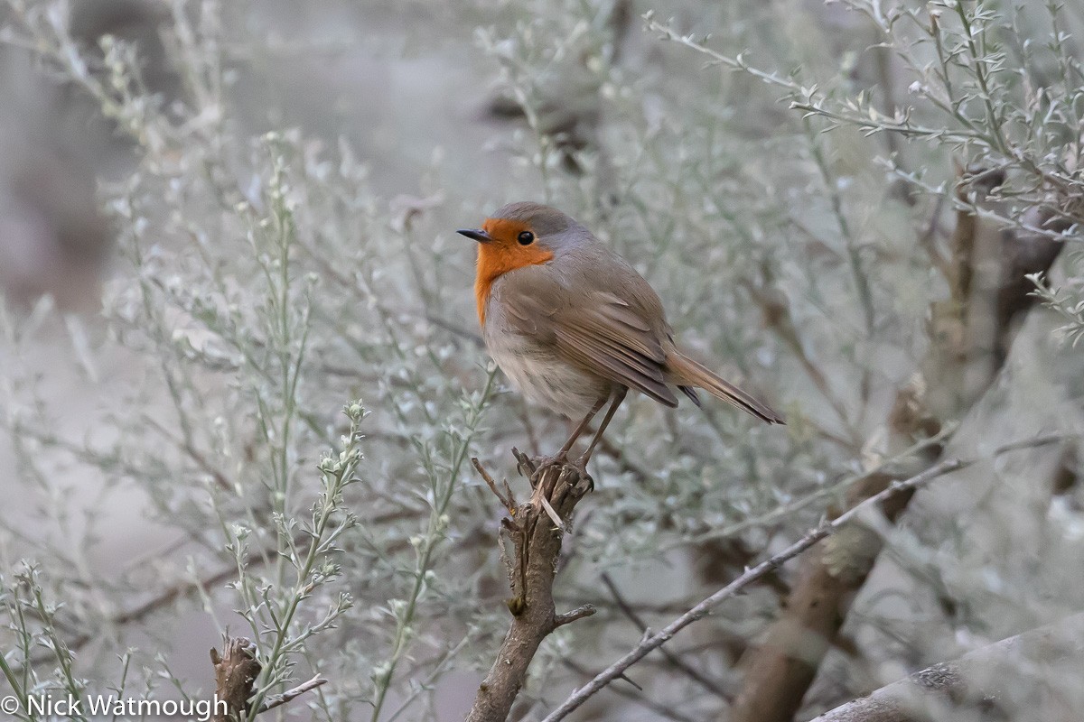 European Robin - ML646171939