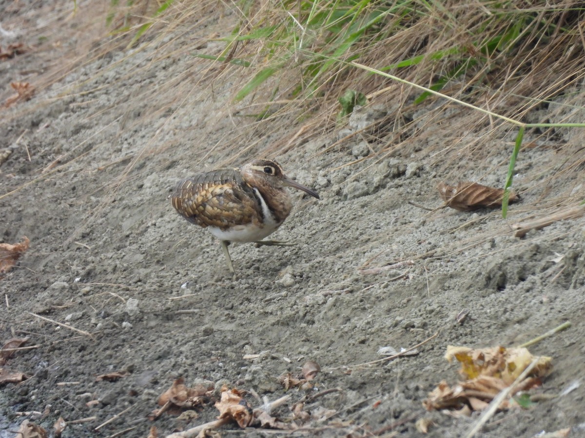 Greater Painted-Snipe - ML646171940