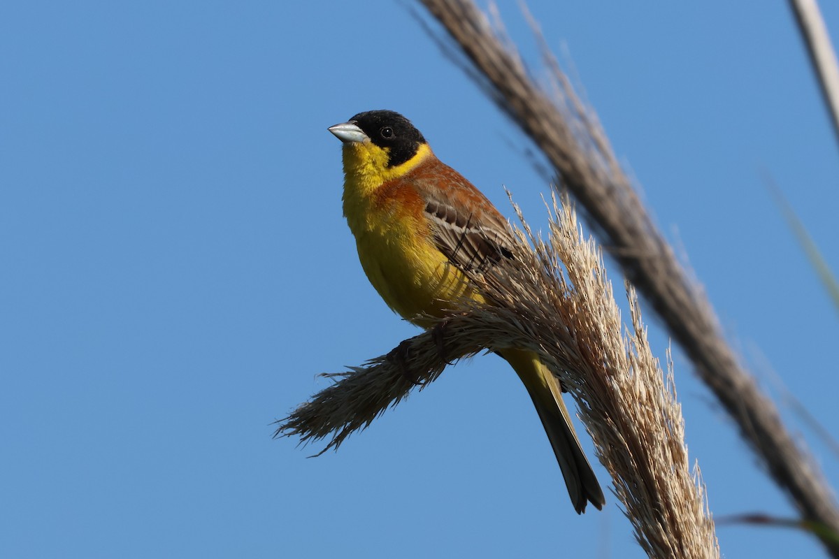 Black-headed Bunting - ML646171941