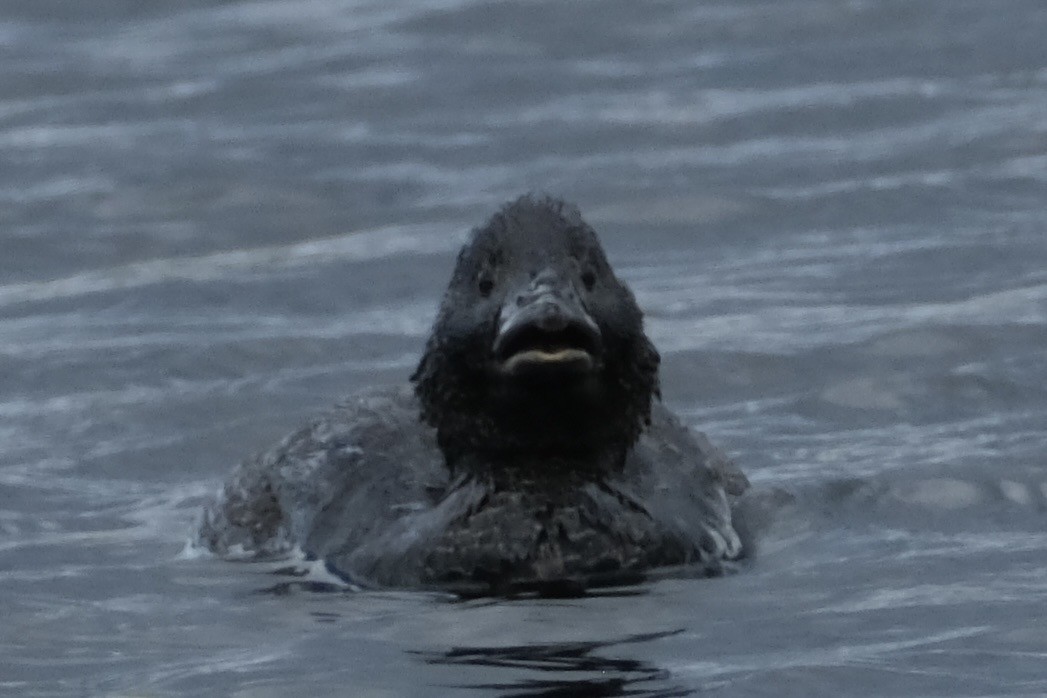 kachnice laločnatá - ML646171945