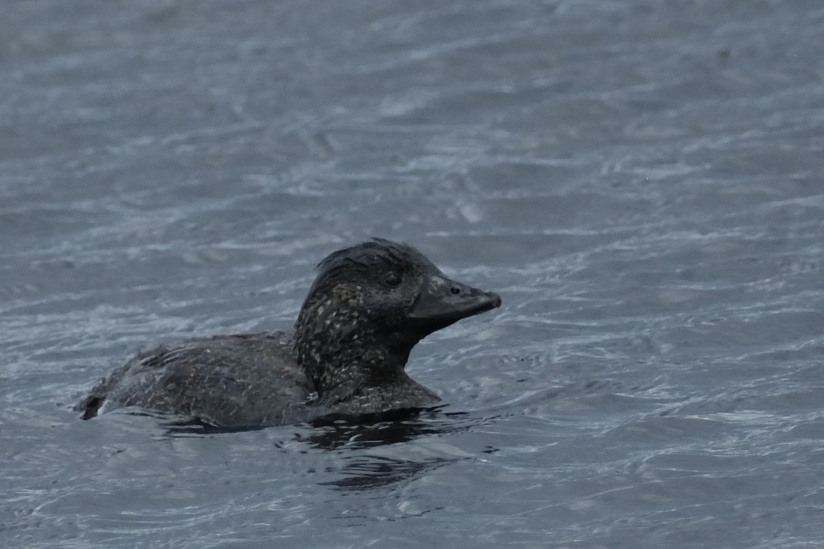 kachnice laločnatá - ML646171946