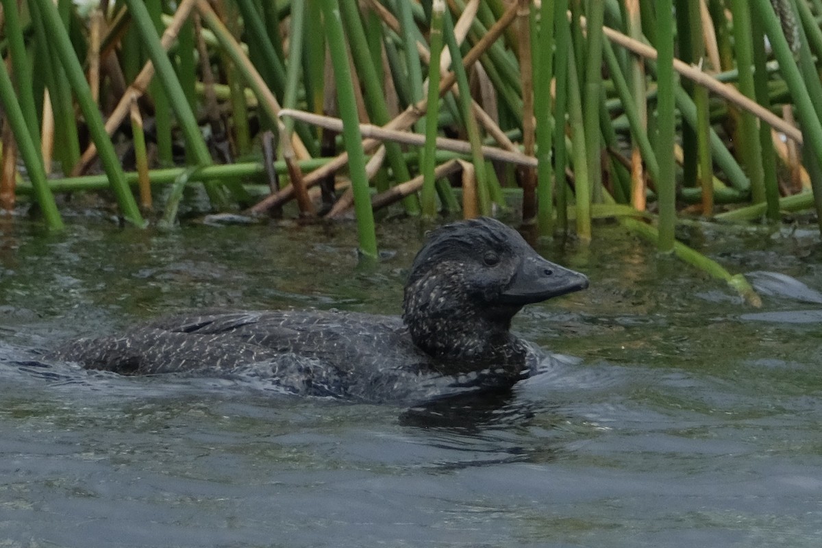 kachnice laločnatá - ML646171947