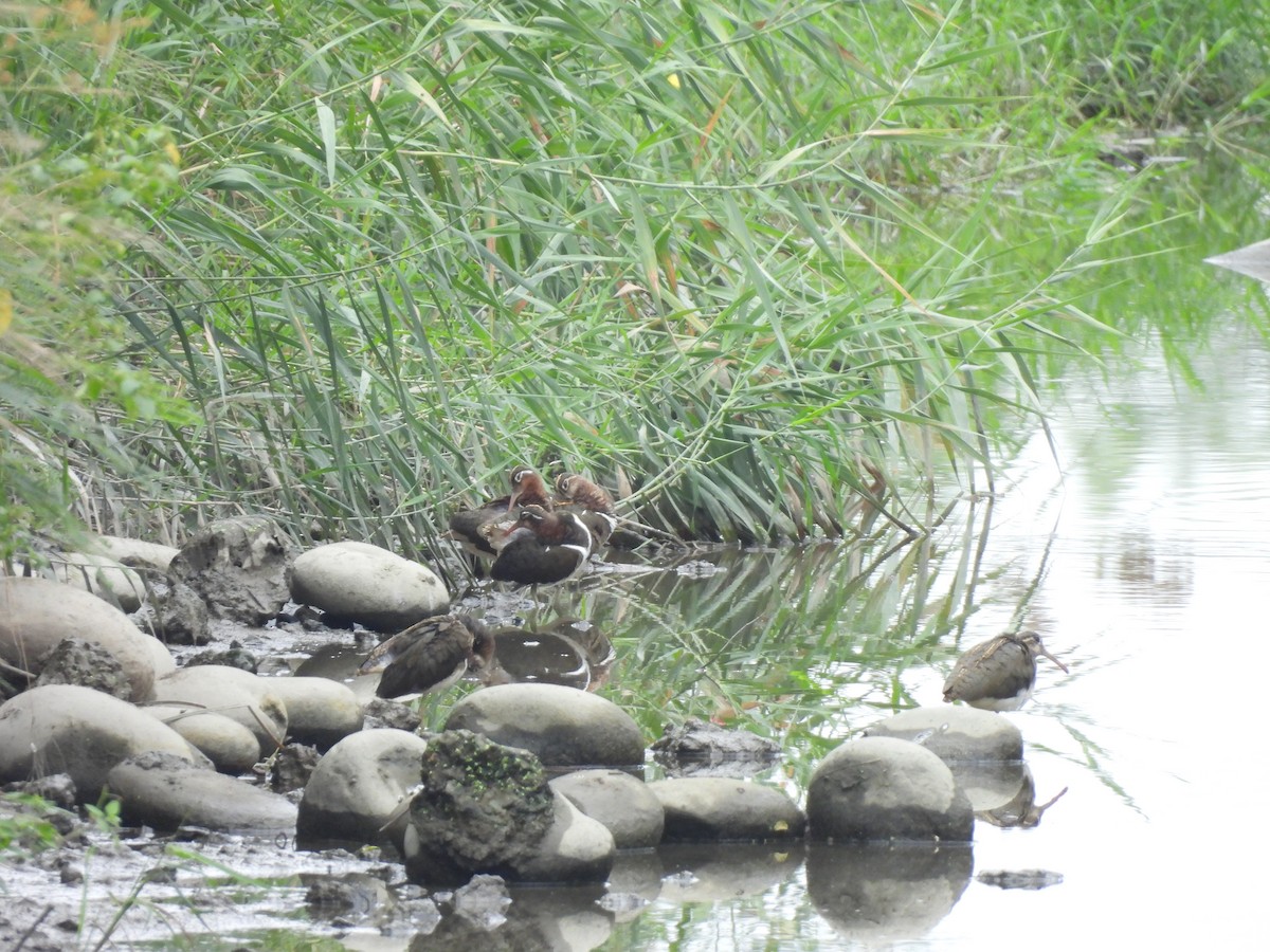 Greater Painted-Snipe - ML646171952