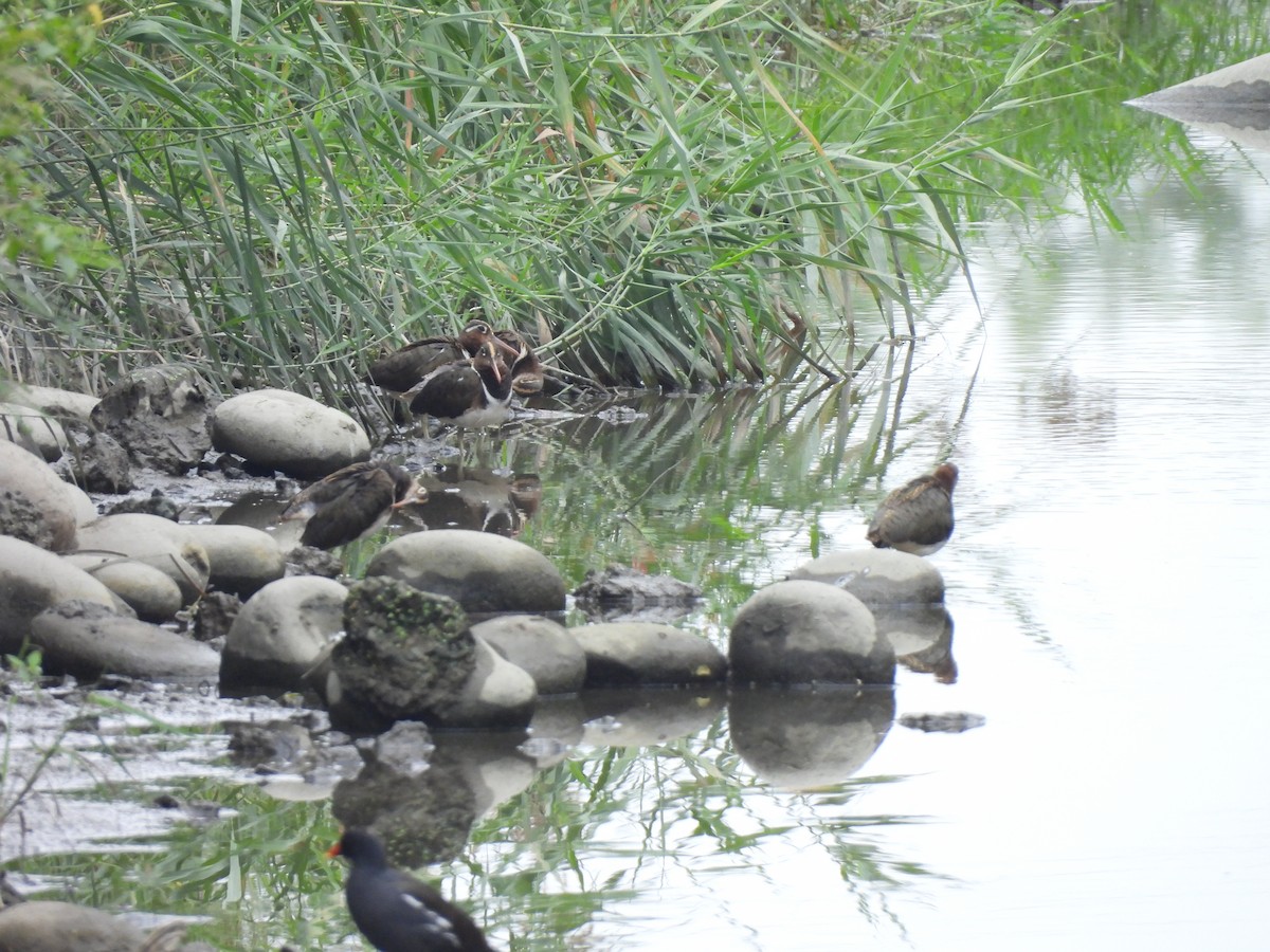 Greater Painted-Snipe - ML646171953