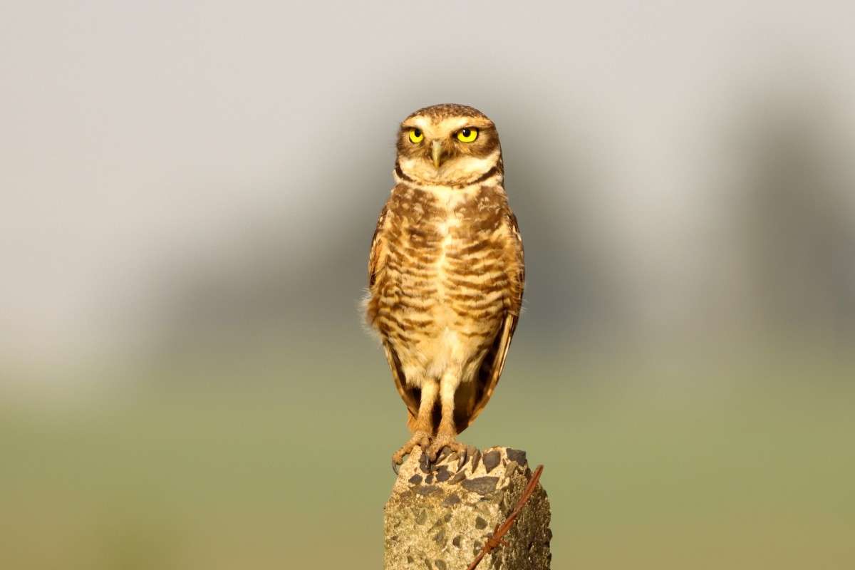Burrowing Owl - ML646171954