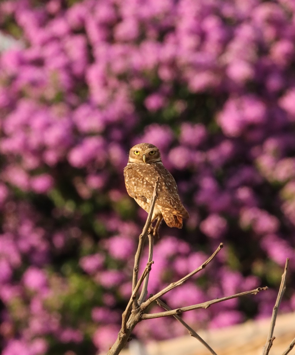 Burrowing Owl - ML646171955