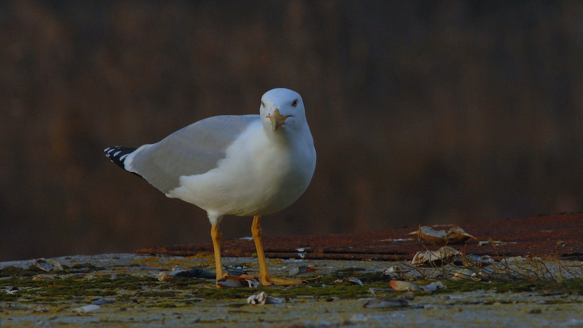 Yellow-legged Gull - ML646171956