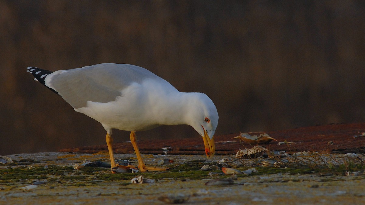Yellow-legged Gull - ML646171957