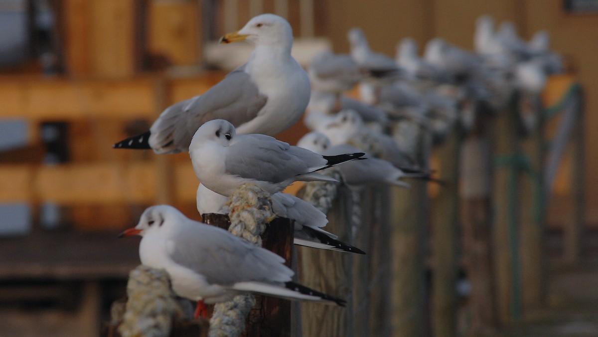 Black-headed Gull - ML646171958