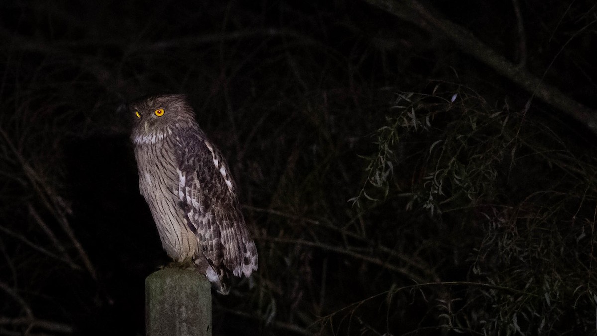 Búho Pescador de Sri Lanka - ML646171963