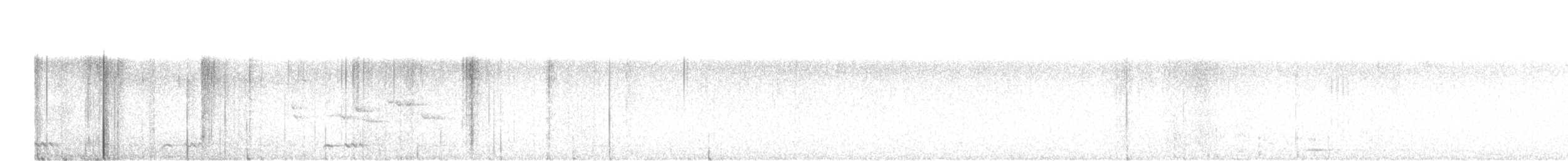 White-bellied Drongo - ML646171964