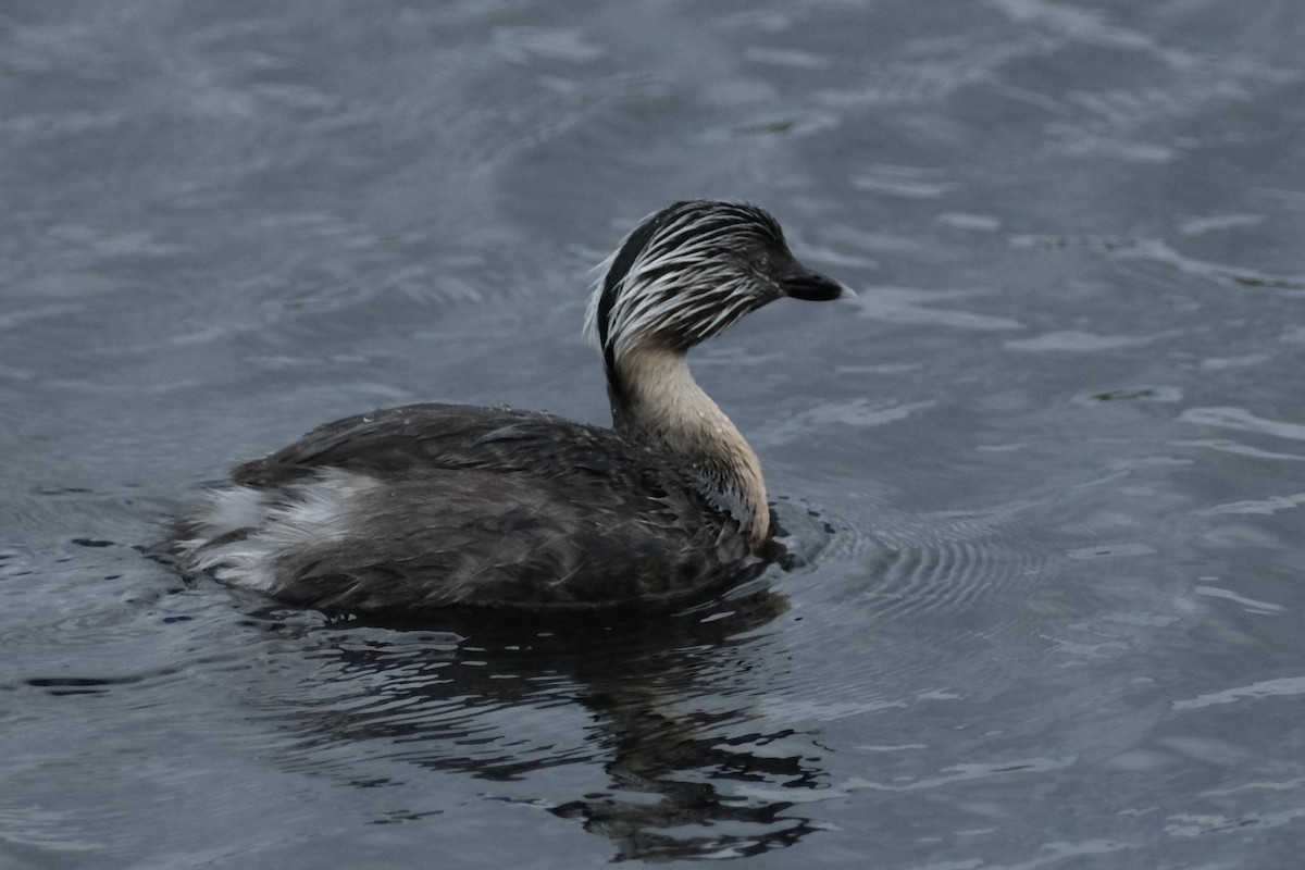 Hoary-headed Grebe - ML646171968
