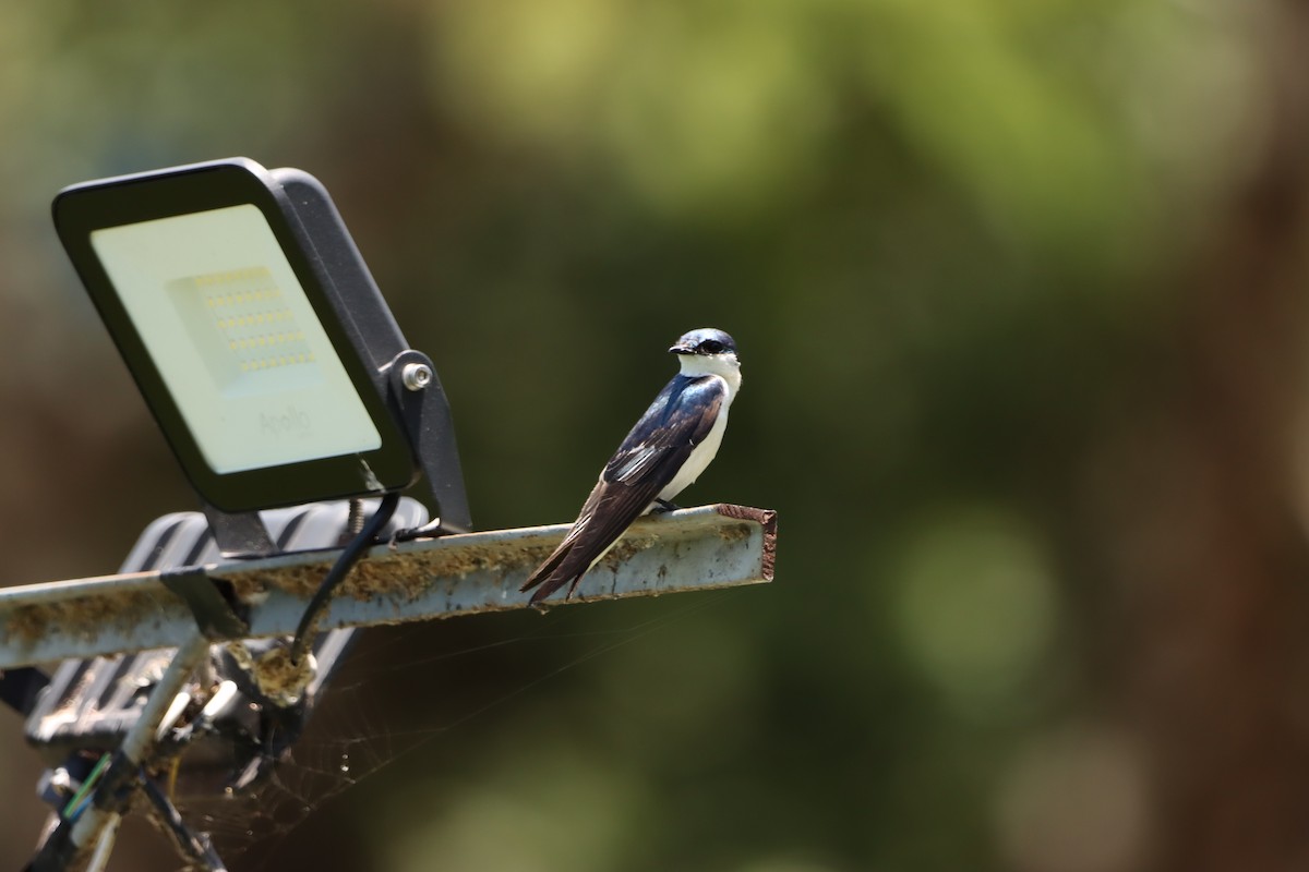 White-winged Swallow - ML646171970