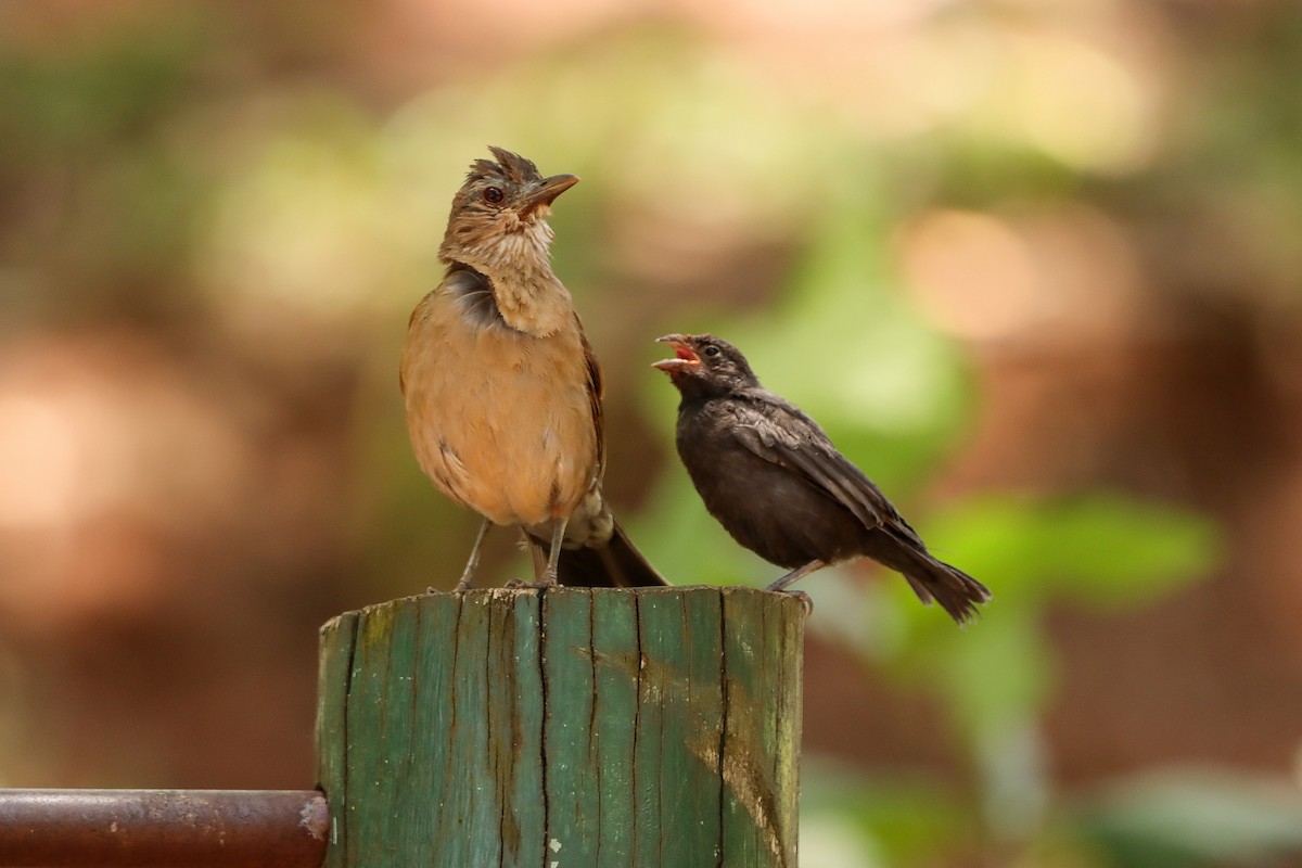 Shiny Cowbird - ML646171974