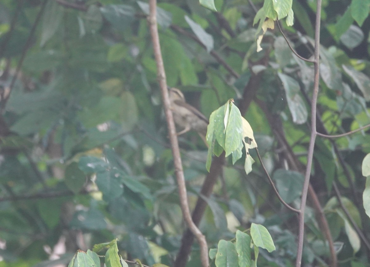 Green Hylia - ML646171976