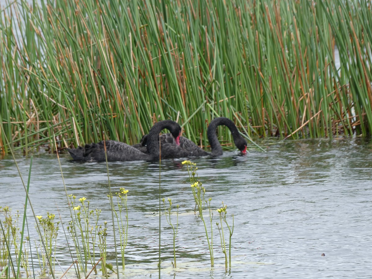 labuť černá - ML646171978