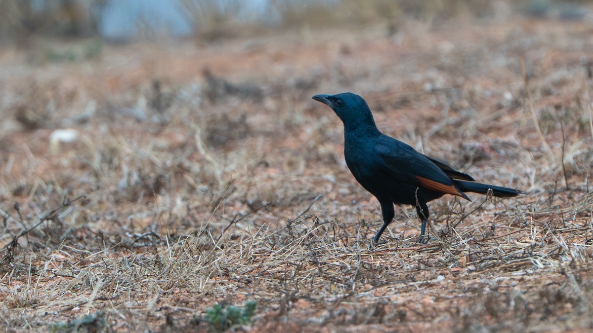 Red-winged Starling - ML646171980