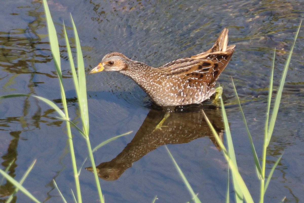 Spotted Crake - ML646171989