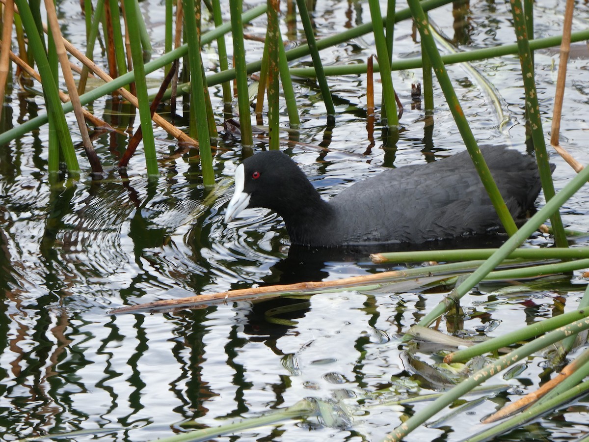 Eurasian Coot - ML646171992