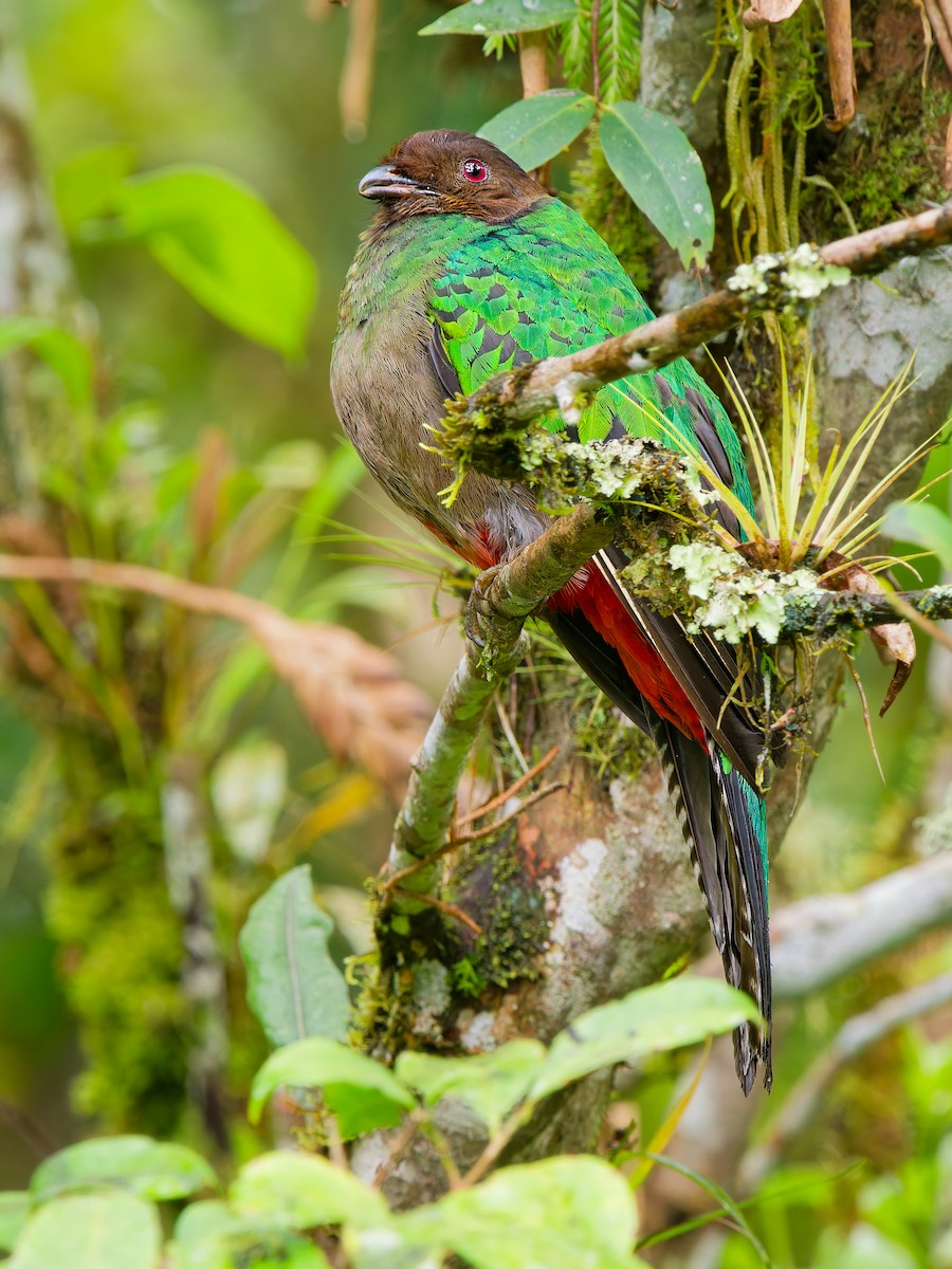 Crested Quetzal - ML646171993