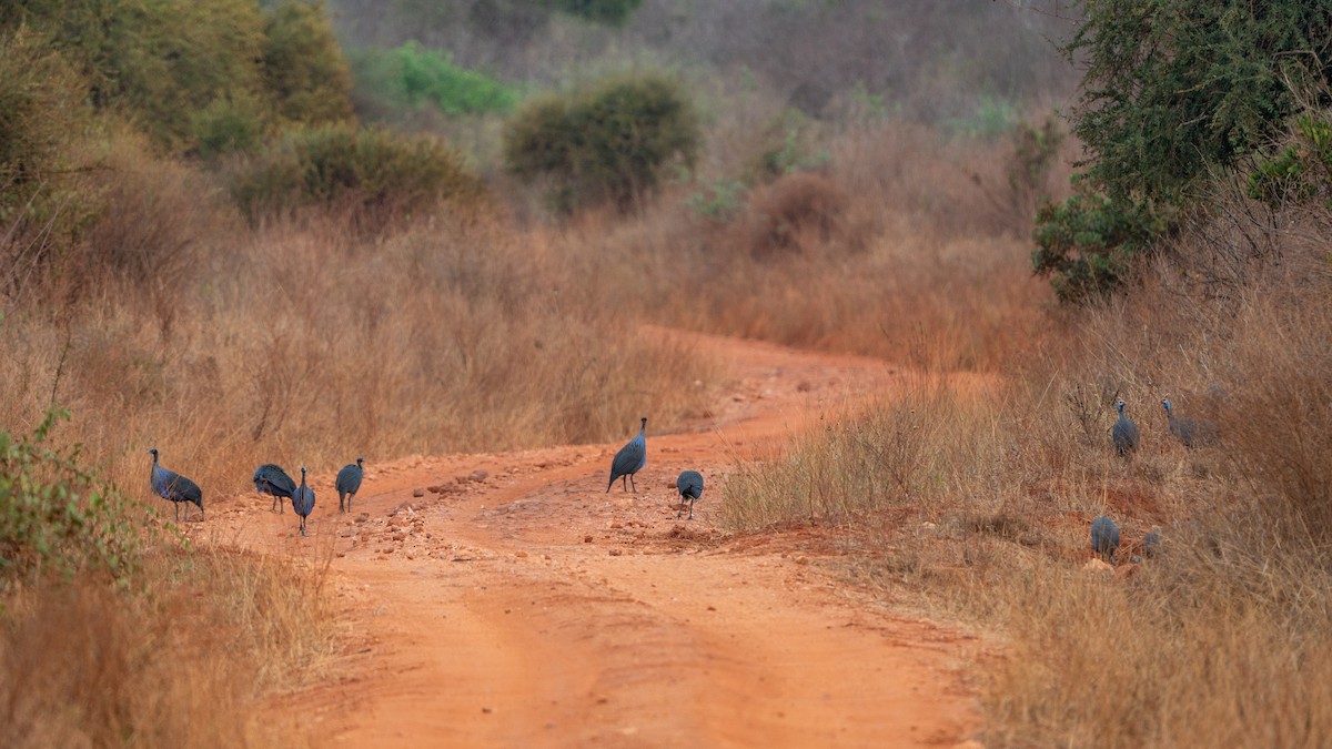 Vulturine Guineafowl - ML646171994