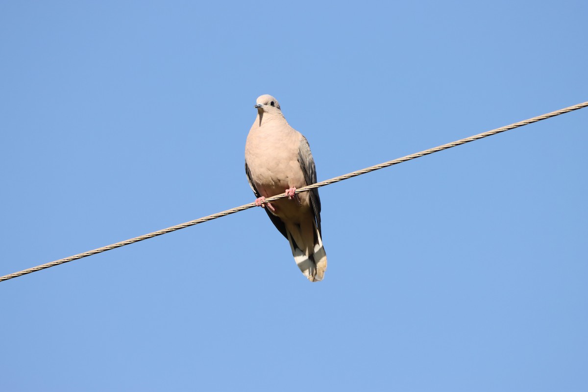 Eared Dove - ML646171996