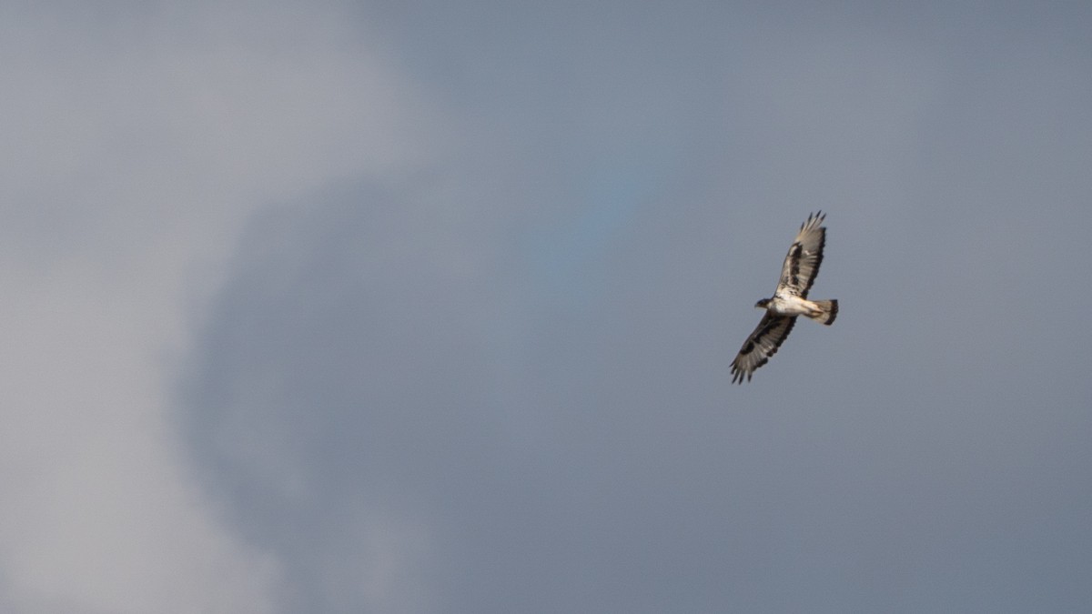 African Hawk-Eagle - ML646171997