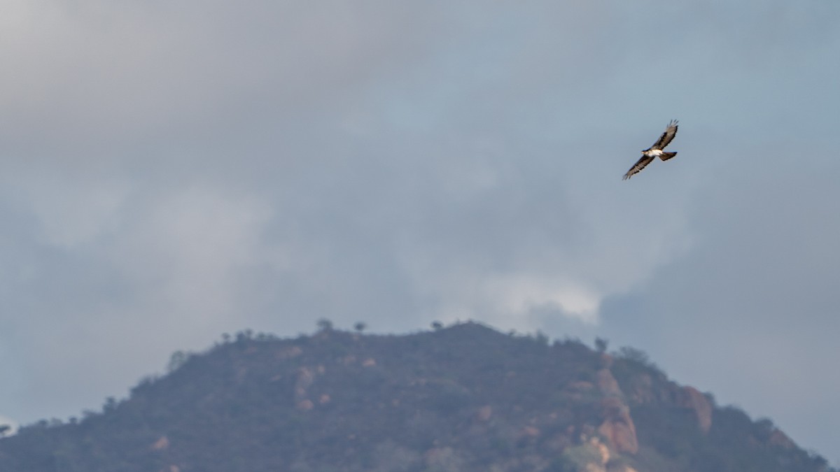 African Hawk-Eagle - ML646171998