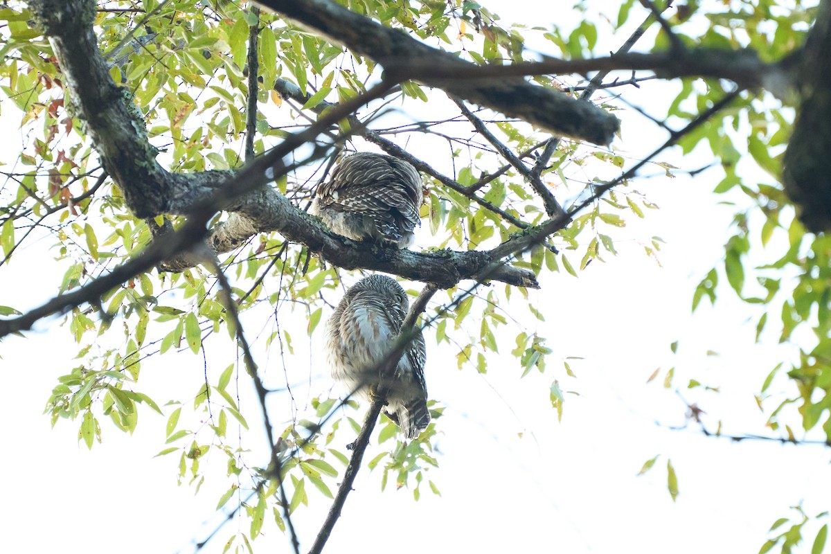 Asian Barred Owlet - ML646171999