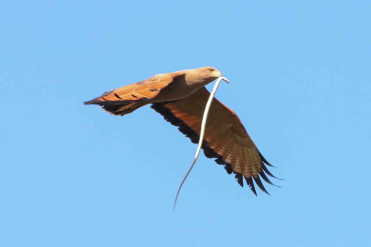 Savanna Hawk - ML646172000