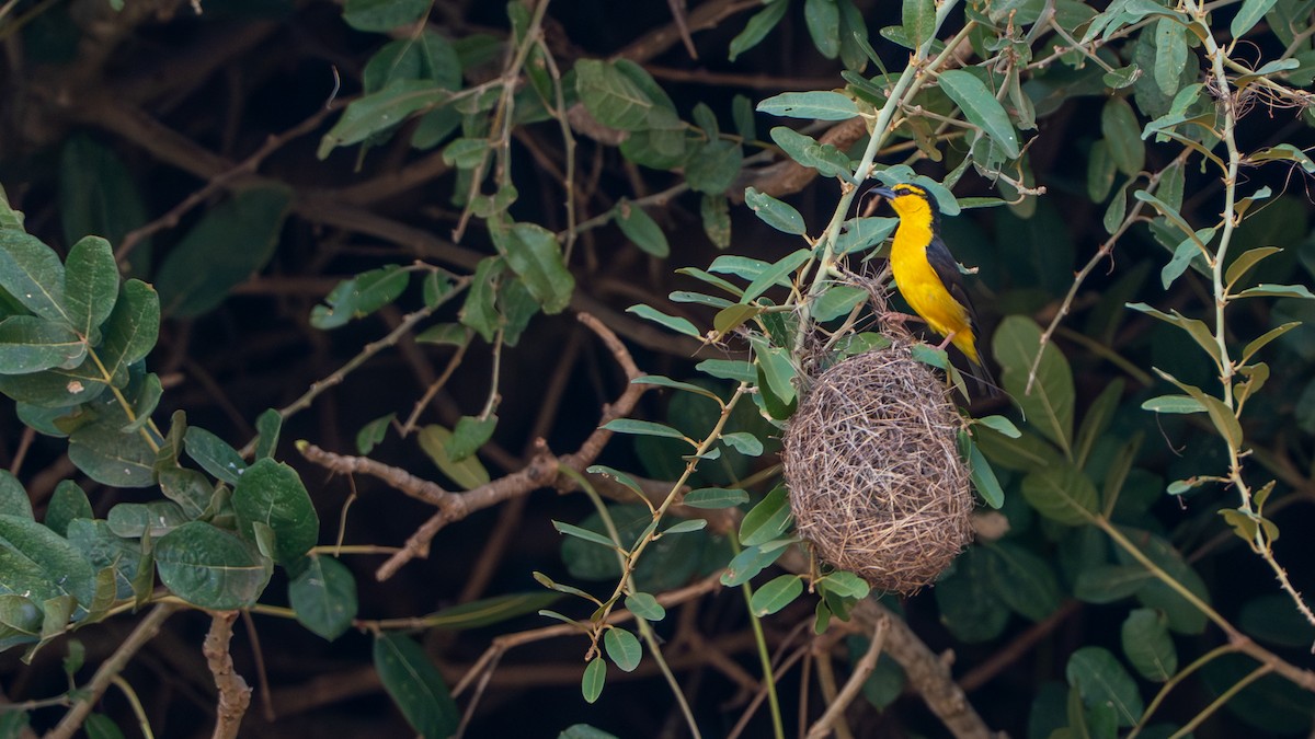 Black-necked Weaver - ML646172001